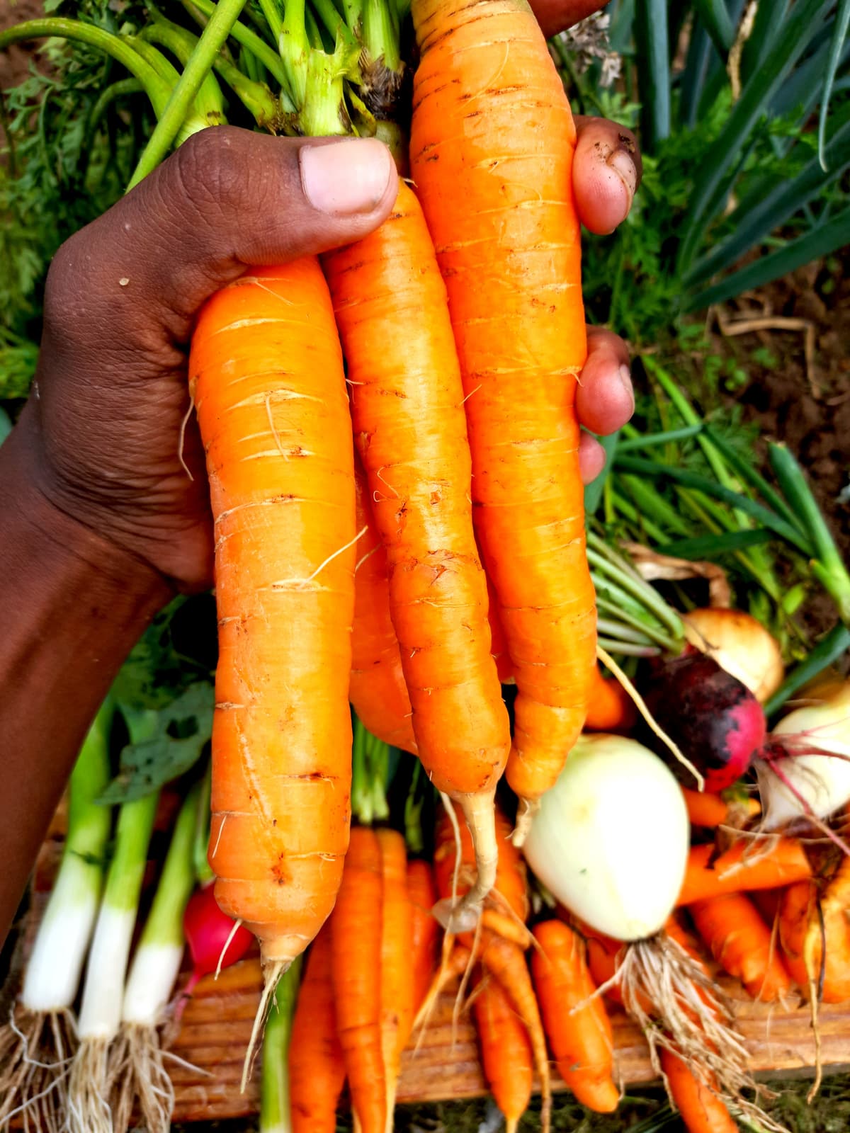 Garden harvest